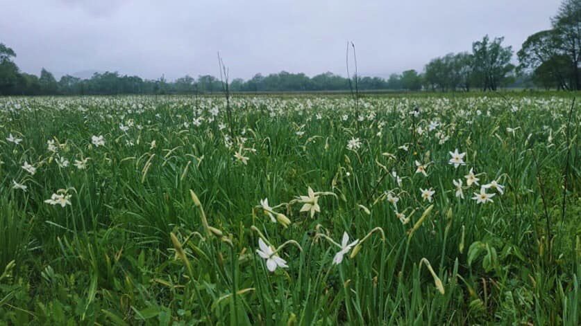 La vallée des jonquilles