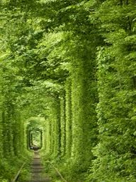 Tunnel de l’amour — photo 4