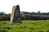 menhir de la Bergerie des Étennevaux