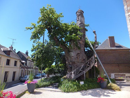 Chêne d Allouville bellefosse