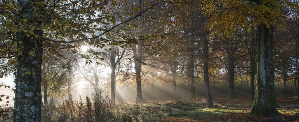 Bois de Guînes