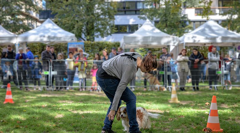 La fête de l'animal en ville est de retour