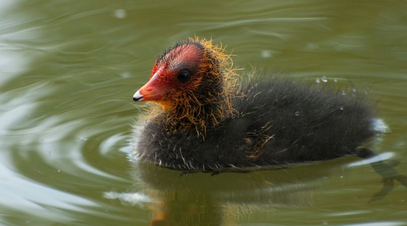 Les oiseaux du lac Daumesnil au bois de Vincennes