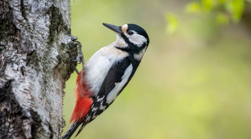 Les oiseaux du parc Montsouris