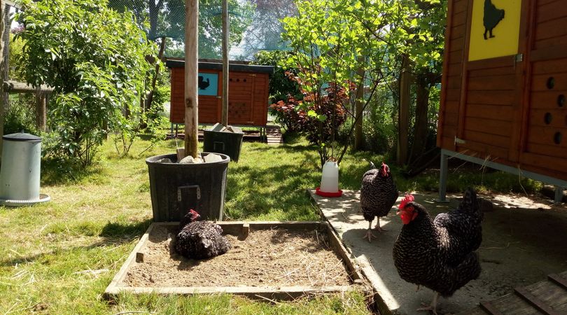 Soigneur d'un jour à la ferme pédagogique Suzanne Lenglen (15e)