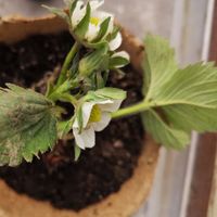 Atelier Jardinage & Animaux à la Ferme Ouverte de Saint-Denis