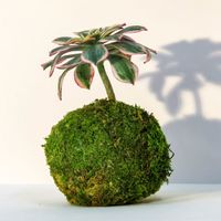 Atelier kokedama à Reims (51)