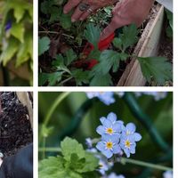 Le jardin se fait une beauté