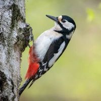 Les oiseaux du parc montsouris