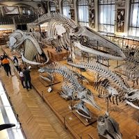 Muséum d'Histoire Naturelle