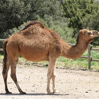 Parc animalier de la barben