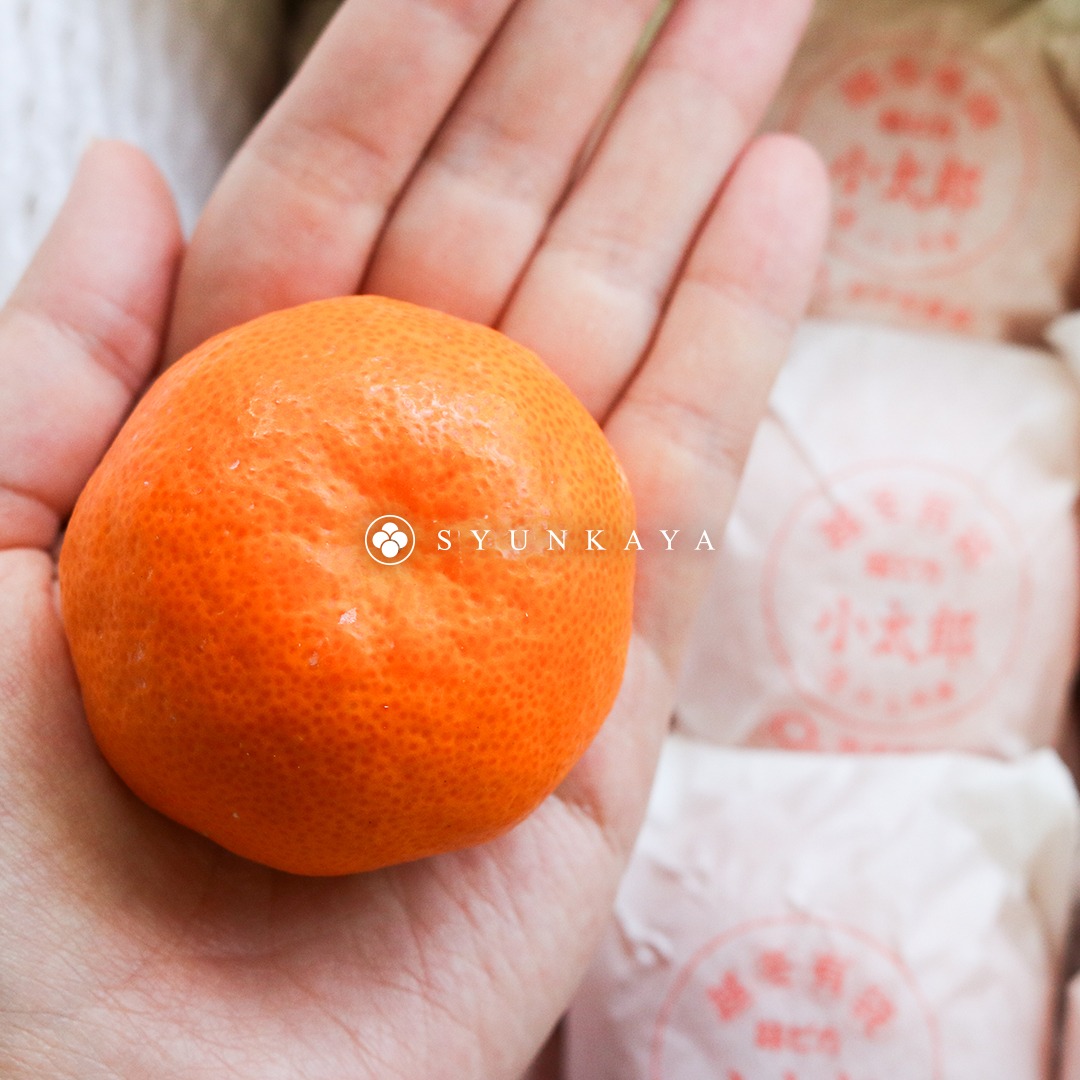 日本みかん、愛媛みかん、小太郎みかん、愛媛県産フルーツ、日本産柑橘類、みかんギフトボックス、輸入みかん、日本産フルーツギフトボックス、おすすめ柑橘類、冬のフルーツ。