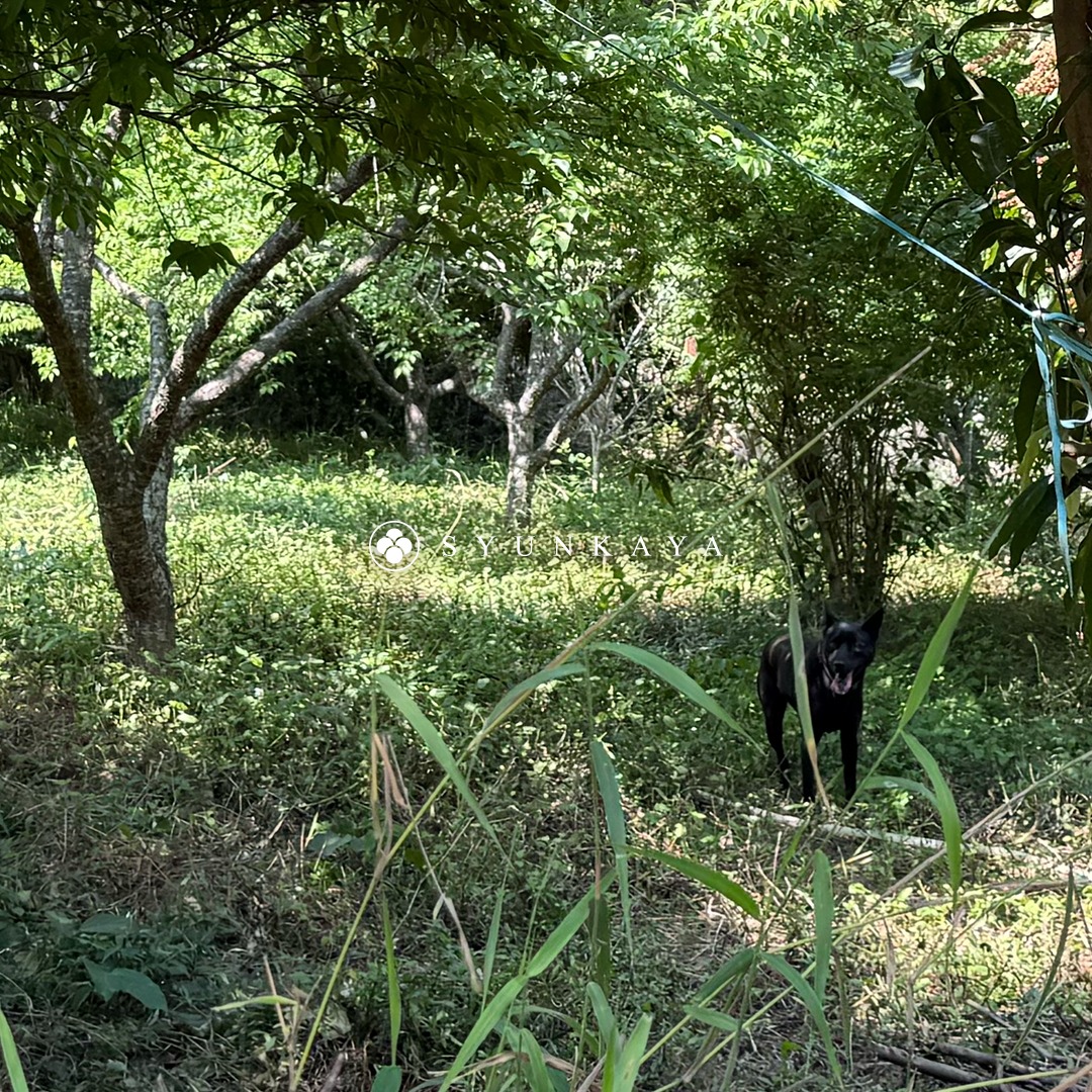 無毒の青梅 - 南投 - ヒョウネコに優しい農業.jpg