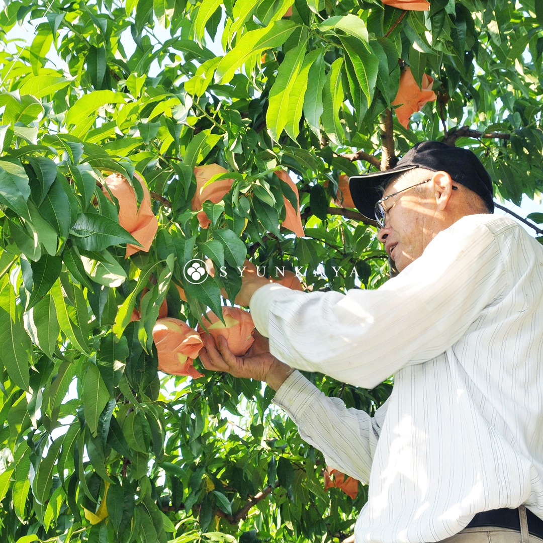Okayama white peaches, Okayama white peach gift box, Japanese white peaches, imported white peaches, air-shipped white peaches, premium Japanese white peaches, Mid-Autumn Festival gift fruit, limited summer white peaches, sweet and juicy white peaches, Okayama white peaches