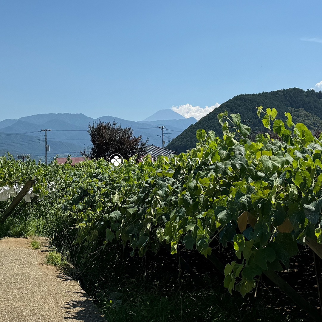 Grape contract farming in Japan. Muscat grape Mid-Autumn Festival gift box. Kai Pearl Muscat grapes. Premium Japanese fruit gift box. Recommended for corporate gifts.