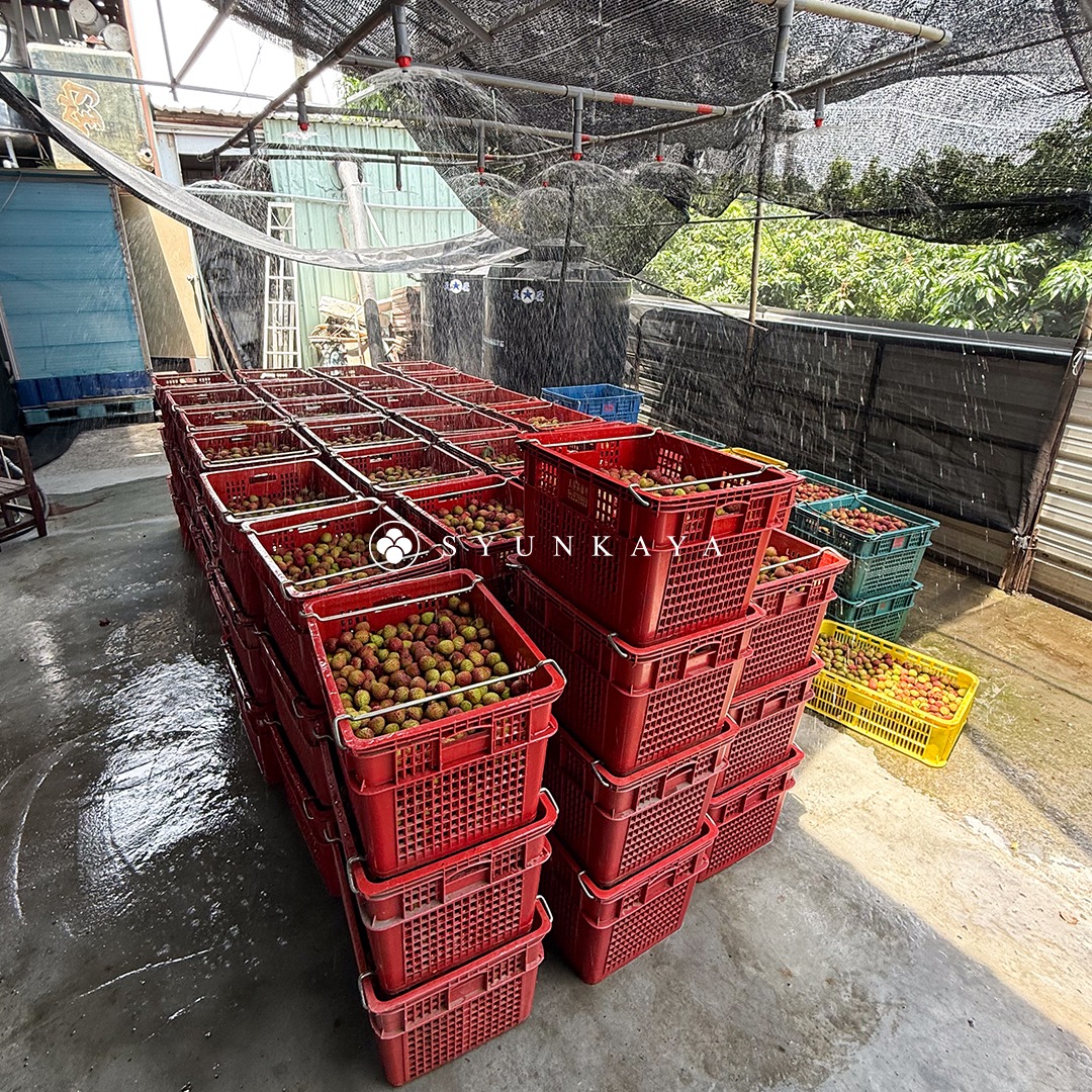 玉荷包荔枝 玉荷包 高雄玉荷包 大樹玉荷包 台灣玉荷包荔枝 荔枝宅配 荔枝禮盒 外銷級玉荷包 新鮮玉荷包 玉荷包禮盒