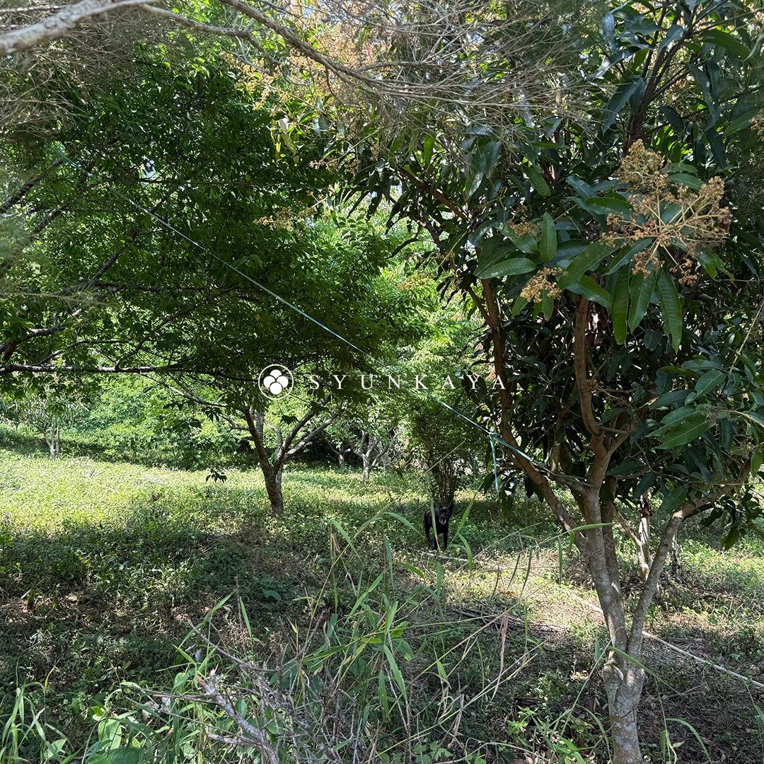 心憶自然農場園區