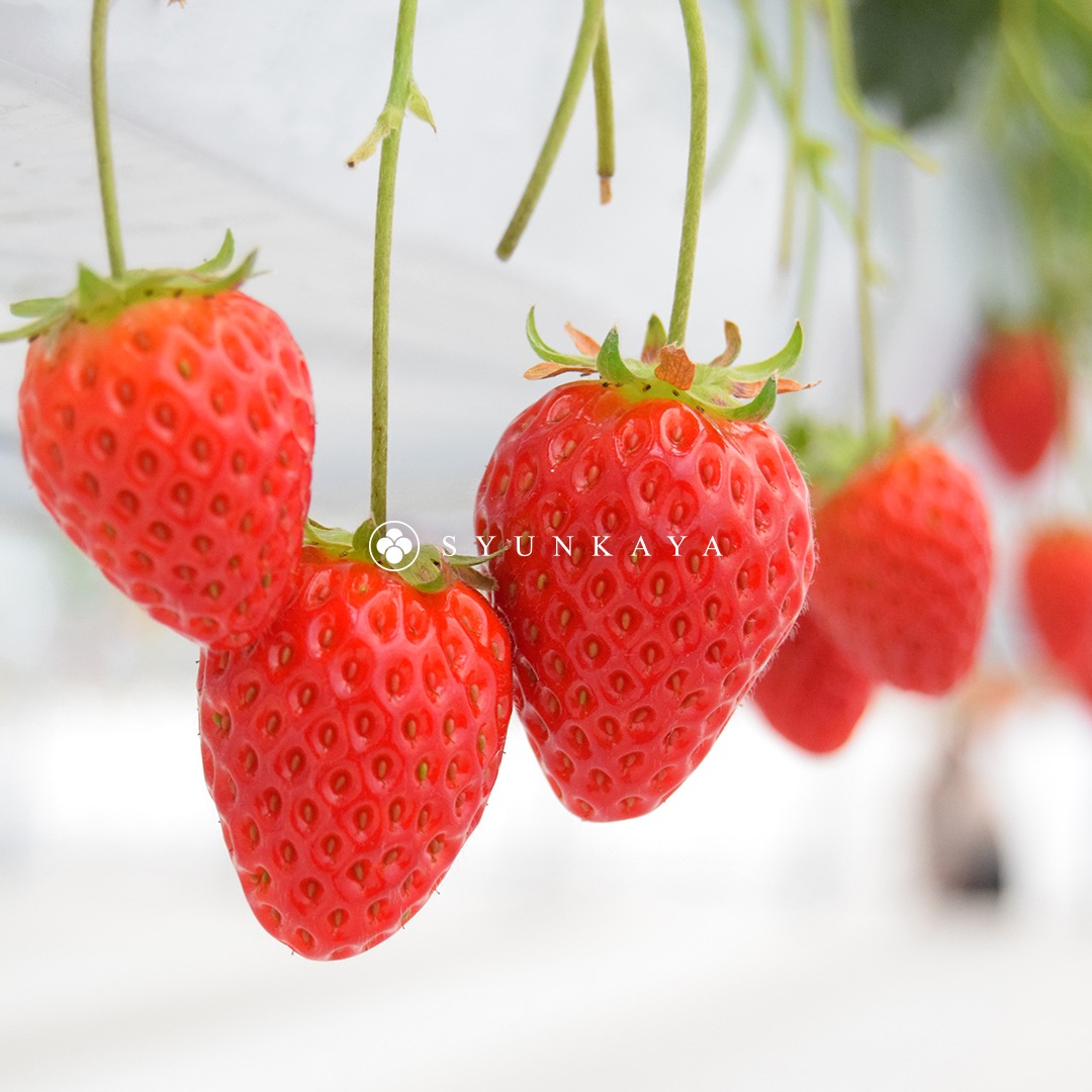 Saitama Kanosuki strawberries, Amarin strawberries, recommended Japanese strawberries, Saitama strawberries, premium Japanese strawberries, specialty strawberries, sweet strawberries, trending strawberry varieties, original Japanese strawberries, strawberries for gifting.