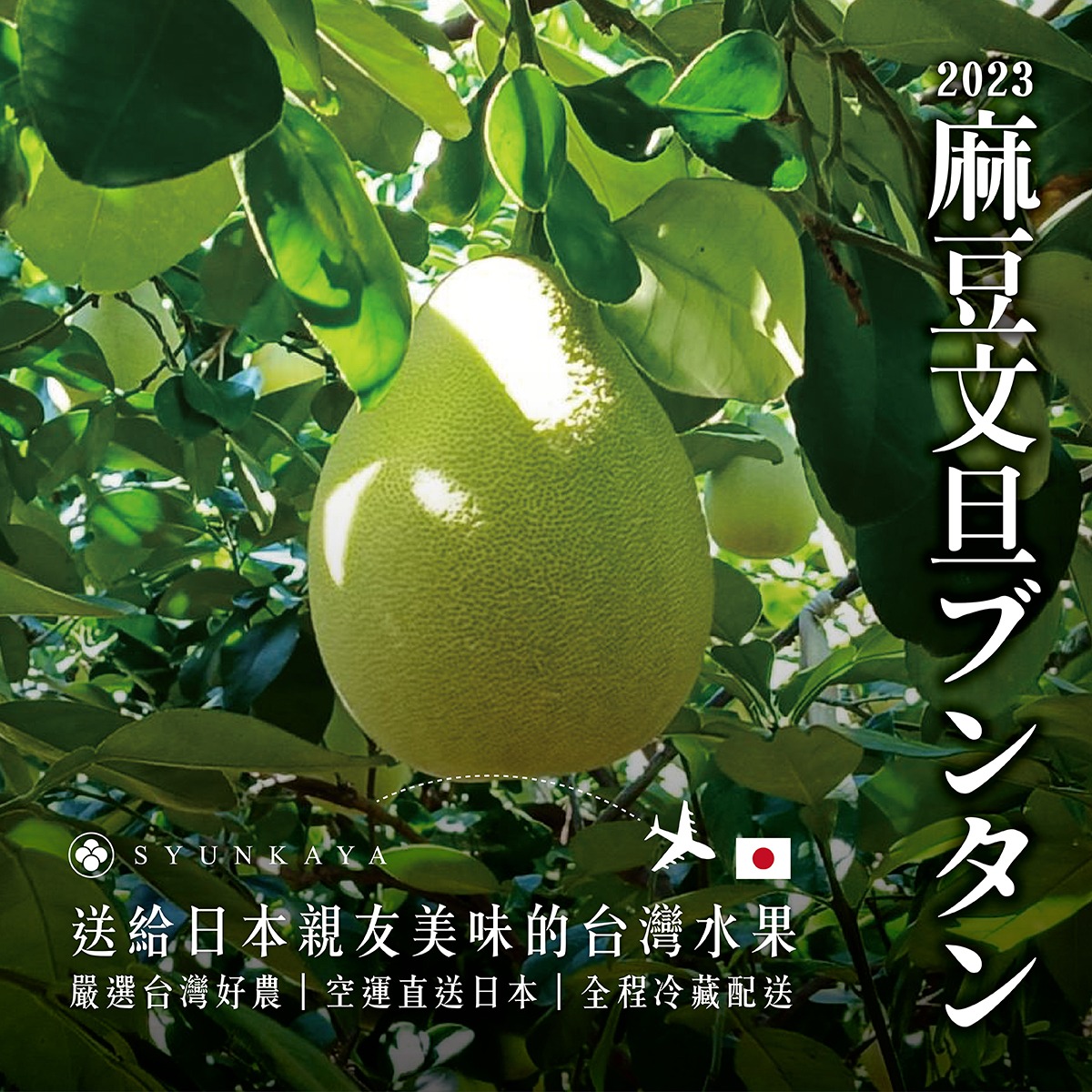 日本の文丹中秋節文旦の販売