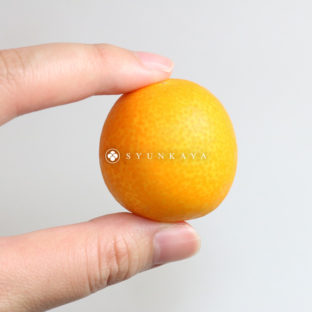 Miyazaki small kumquat