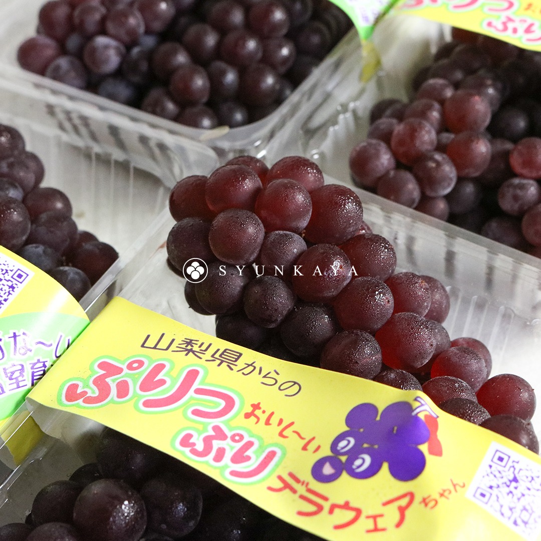 Delaware grapes from Yamanashi Prefecture, Japan. Japanese grapes. Yamanashi grapes. Delaware grapes. Small seedless grapes. Japanese small grapes. Yamanashi fruits. Japanese seedless grapes. Delaware small grapes. Recommended imported grapes. Japanese imported summer grapes. Recommended high-sweetness grapes. Tender grapes. Japanese premium grapes. Yamanashi Delaware grapes. Seasonal limit. Yamanashi orchard direct delivery grape gift box recommended. Fresh small grapes. Where to buy Japanese fruits?