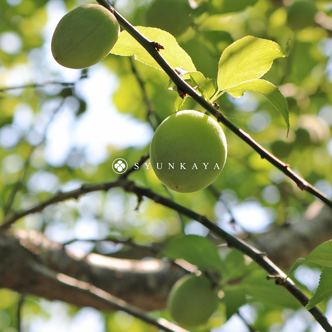 Tzu-hsin Organic Green Plums - Taiwanese Small Farmers - Green Conservation