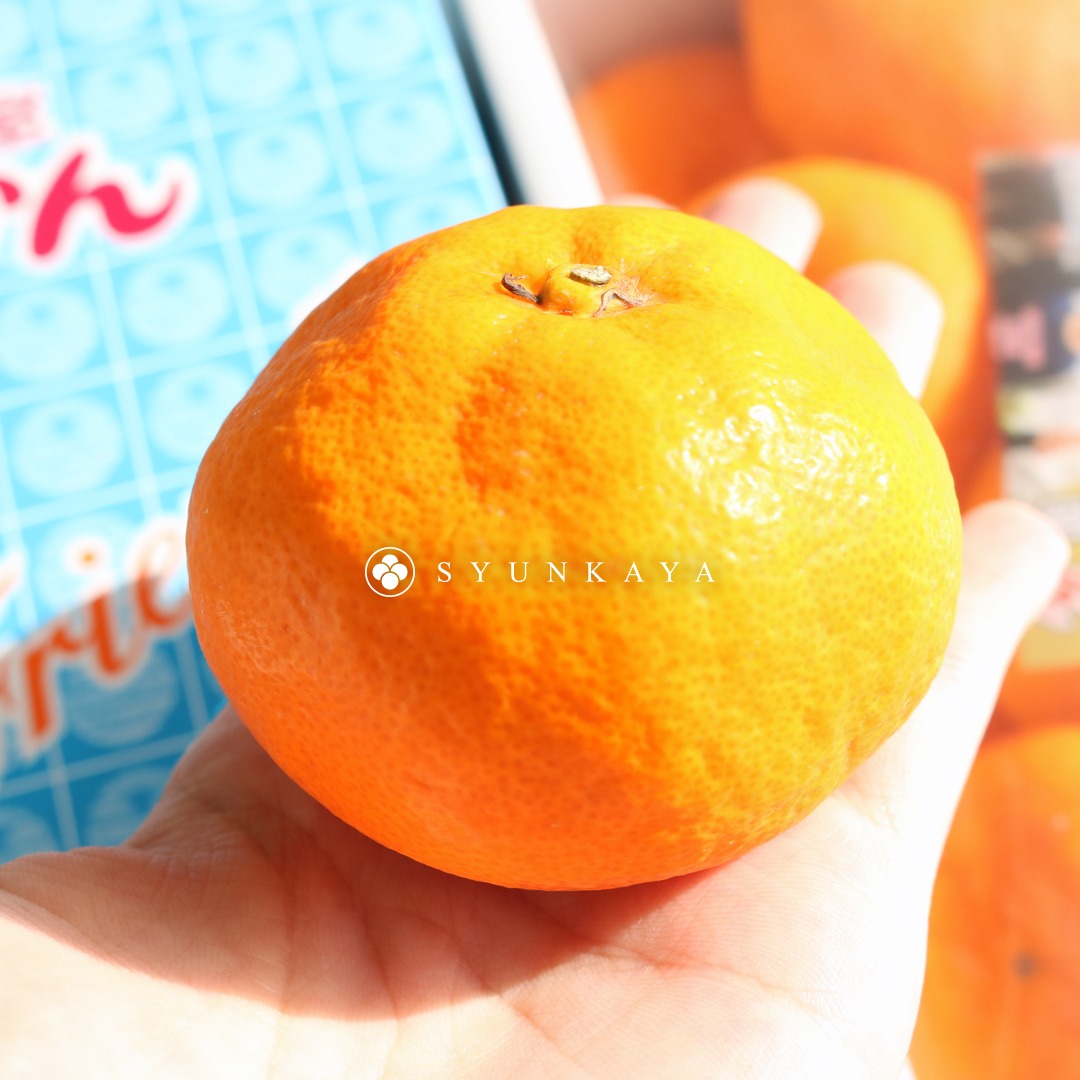 Wakayama mikan, Japanese citrus, imported mikan, winter fruit box, Japanese fruit gift, citrus fruit from Japan, sweet and tangy fruit, seasonal fruit