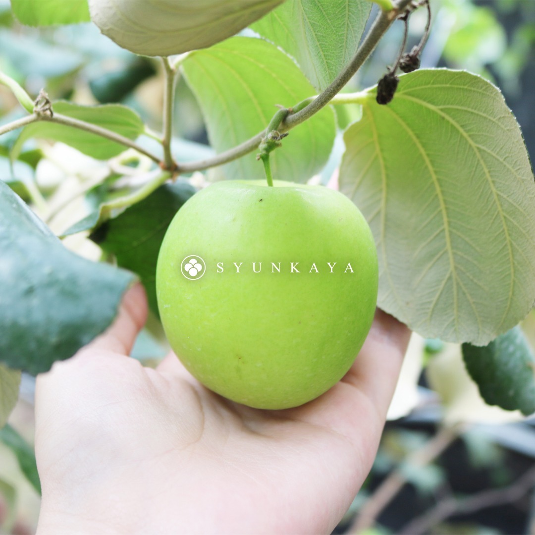 銷日蜜棗 寄水果去日本 寄水果給朋友