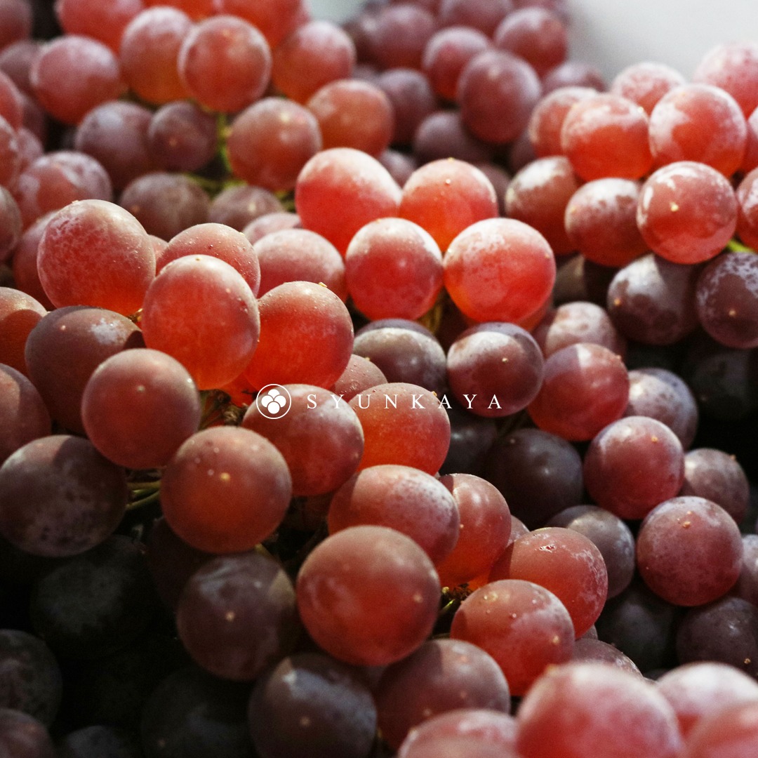 Shimane Delaware Grapes, Japanese Grapes, Premium Seedless Grapes, Sweet Juicy Grapes, Grape Gift Box