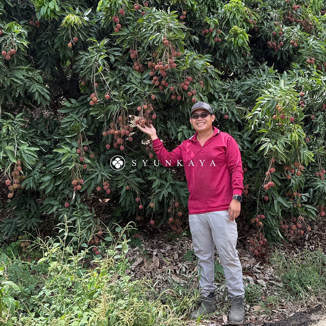 Yuhebao Lychee, Yuhebao Kaohsiung Yuhebao Dashu Yuhebao Taiwan Yuhebao Lychee, Lychee Home Delivery, Lychee Gift Box, Export Grade Yuhebao, Fresh Yuhebao, Yuhebao Gift Box