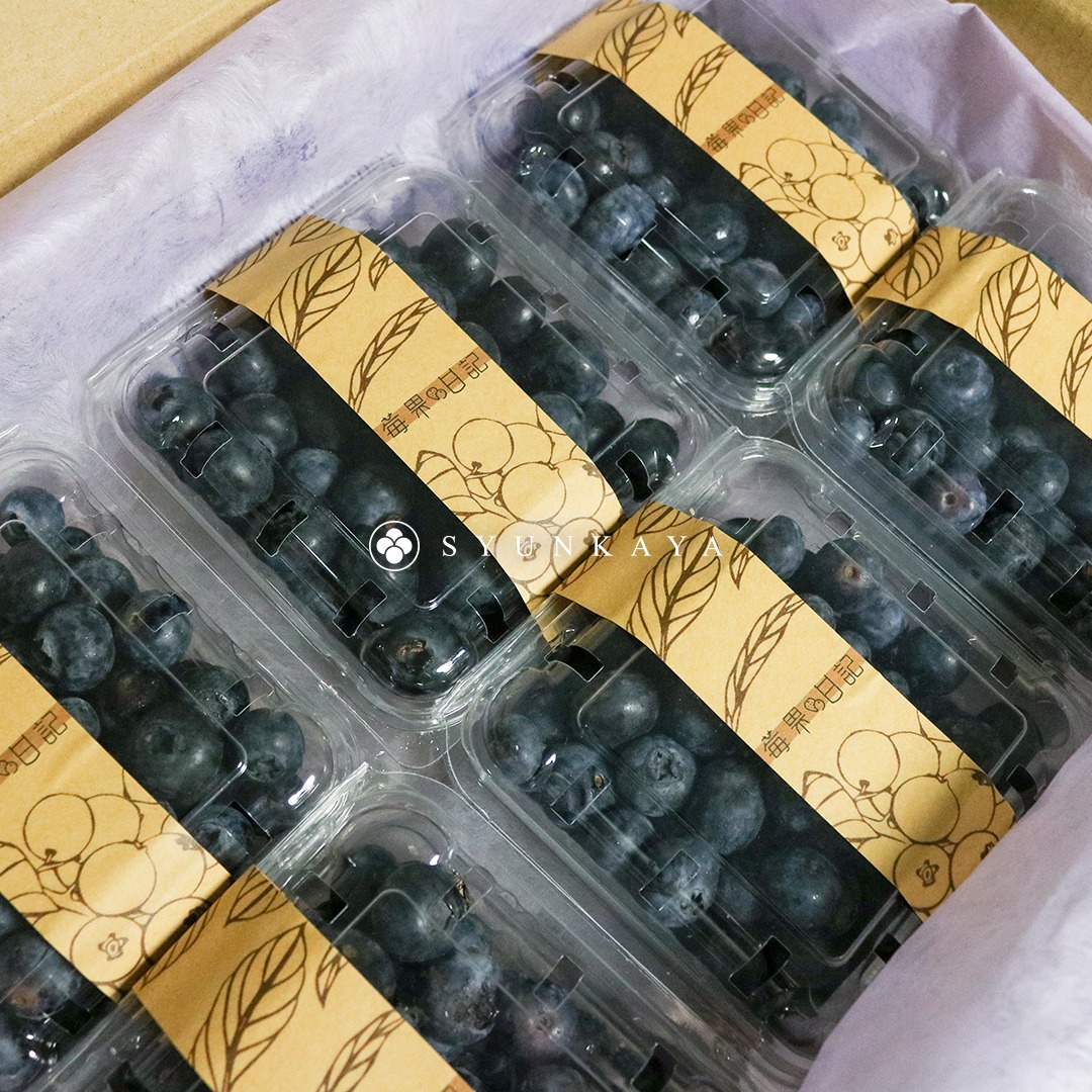 有機轉型期藍莓 有機藍莓 台灣藍莓 山丘藍