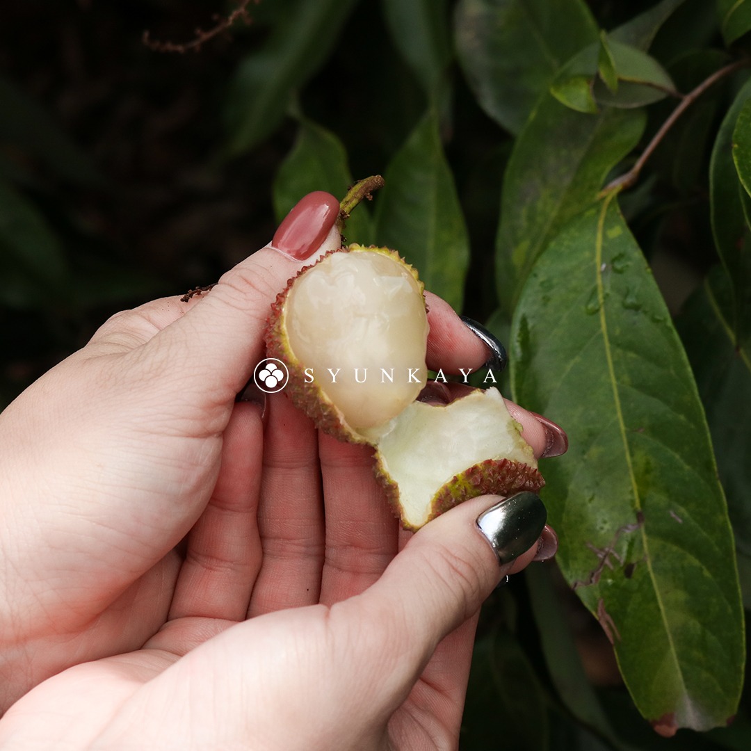 玉荷包荔枝 玉荷包 高雄玉荷包 大樹玉荷包 台灣玉荷包荔枝 荔枝宅配 荔枝禮盒 外銷級玉荷包 新鮮玉荷包 玉荷包禮盒