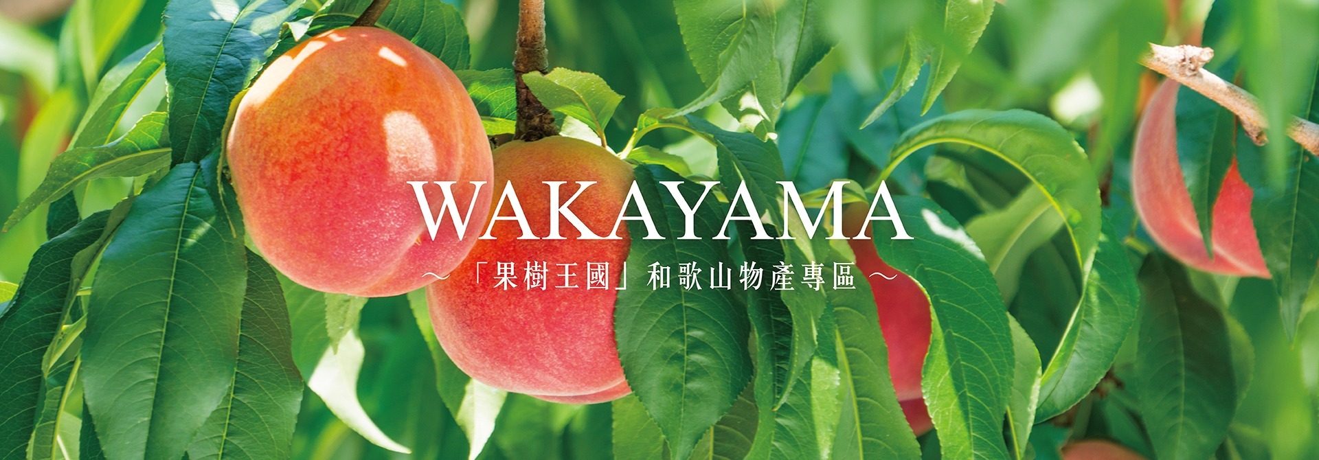 和歌山 高野山 果樹王國 熊野古道