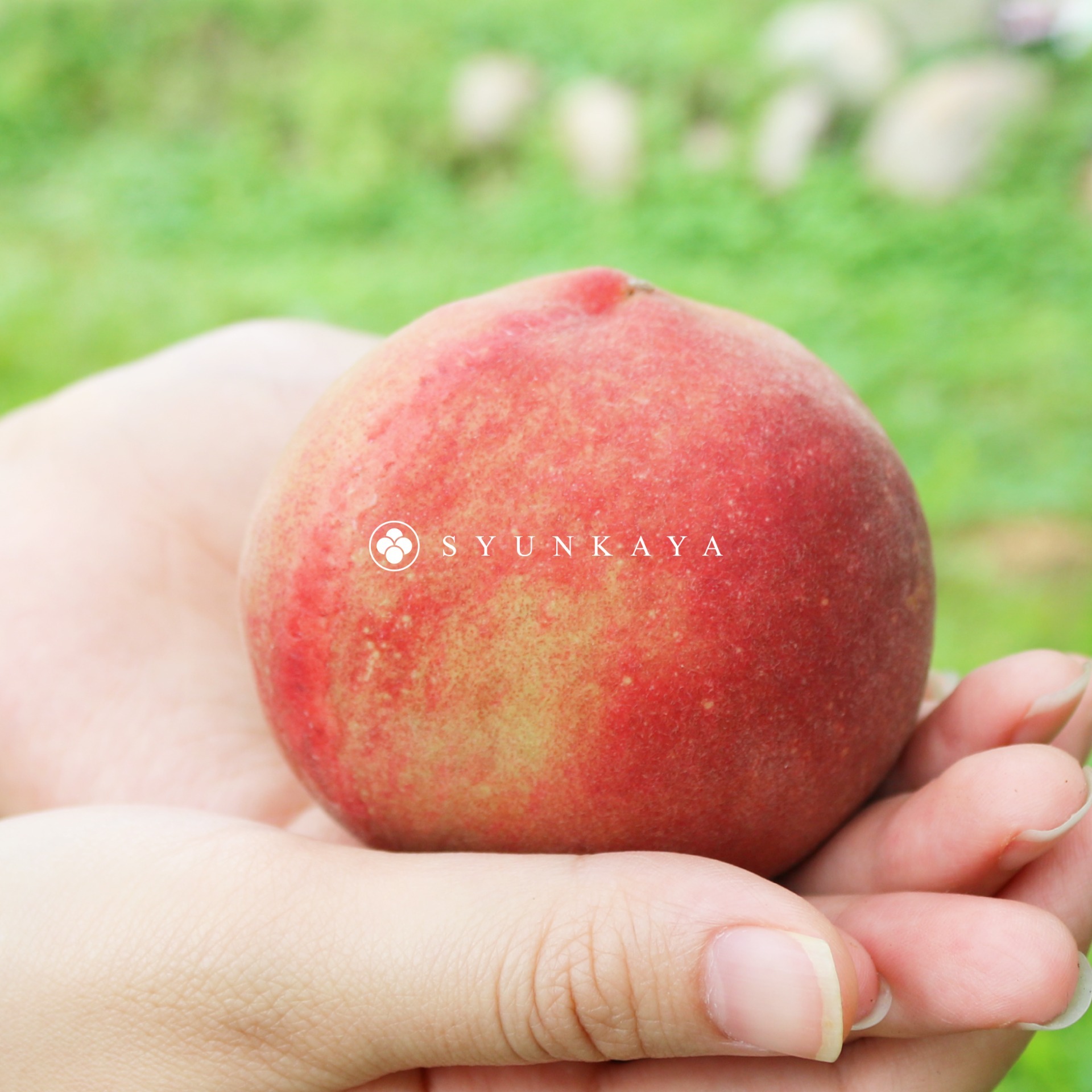 Sweet peach, Taiwan peach, Taiwan peach, sweet peach