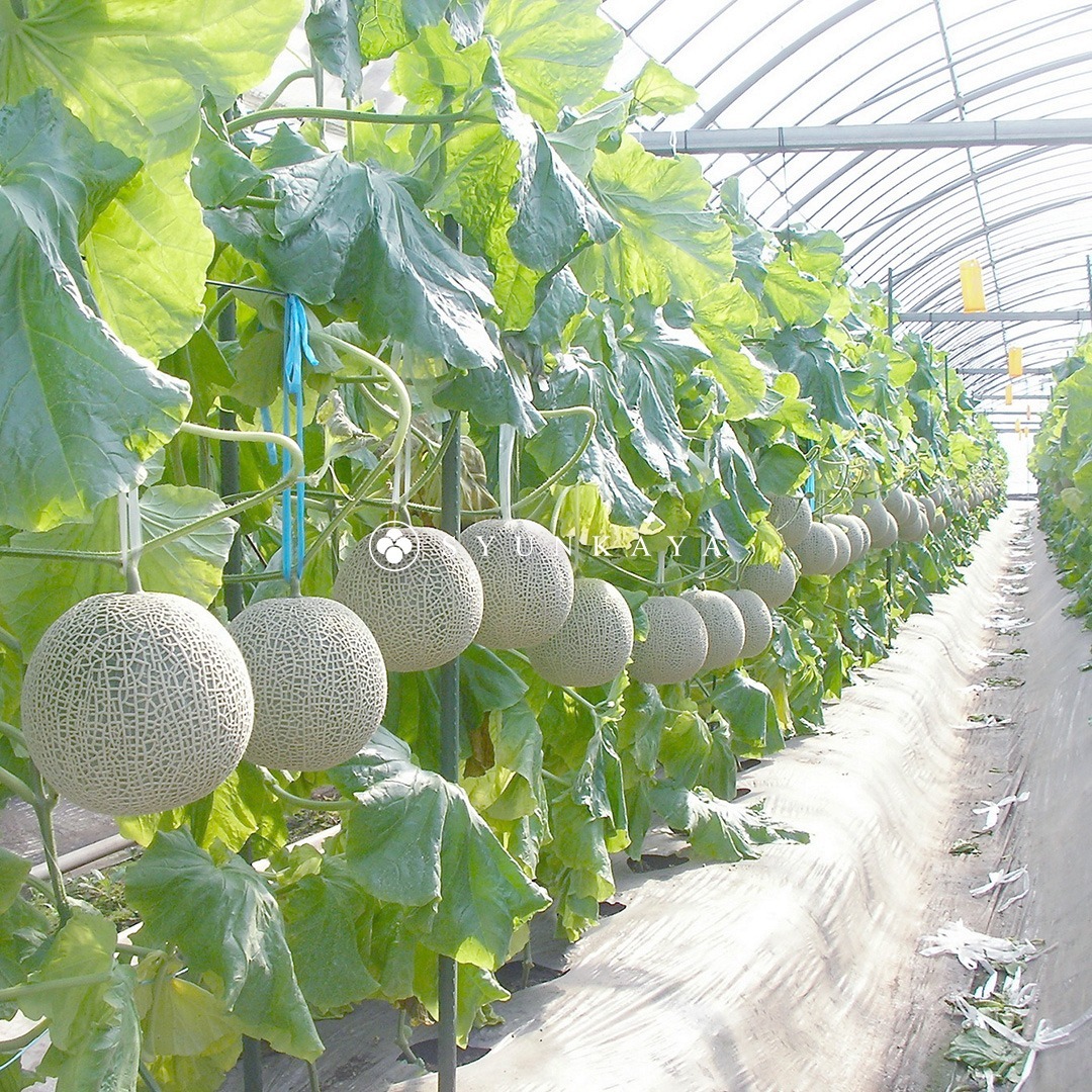 日本産静岡メロン