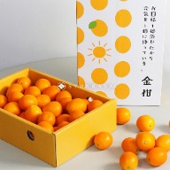 Kagoshima kumquat mandarin 