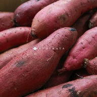 地瓜 番薯 Sweetpotato 栗子地瓜