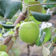 寄水果到日本 蜜棗 Indian Jujube インドナツメ 