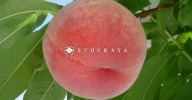 Wakayama Peach, Shunkoya