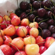 Cherry White Cherry California Cherry Northwest Cherry 