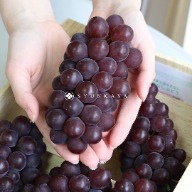 King of Yamanashi grapes, royal grapes, pearl grapes, Delaware grapes, King of Yamanashi grapes