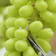 山梨麝香葡萄