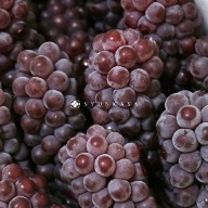 Delaware grapes from Yamanashi Prefecture, Japan