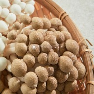 Japan&#39;s Best Mushroom Road Hongxi Mushroom