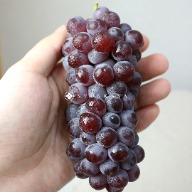 Pearl Grape Small Seedless Grape Yamagata