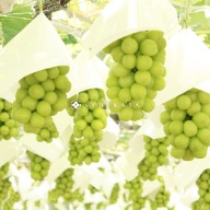 山梨麝香葡萄