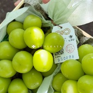 Contract Farm Muscat Grapes Kai Pearl Muscat Grapes Fruit Thinning
