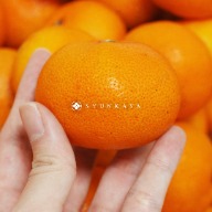 Nagasaki Saikai Ajinoko mandarin orange