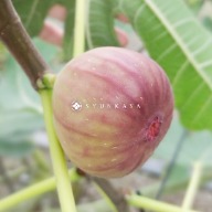 Taiwan grass cultivated fig gift box