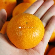 Japanese sweet orange